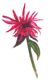 Ferienhaus Monarda Ferienhaus Monarda